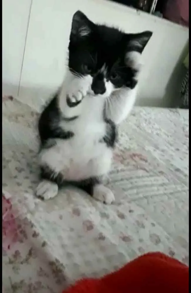 Gato ra a  idade 2 a 6 meses nome Liz ( filhote)