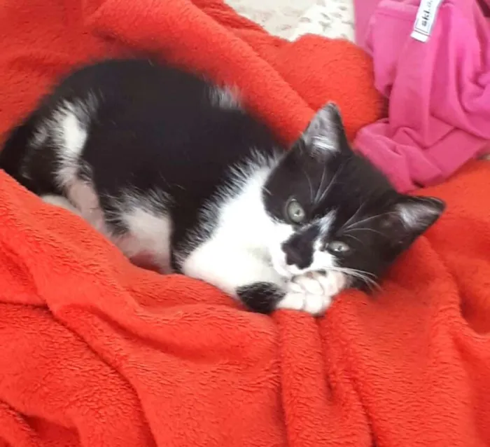 Gato ra a  idade 2 a 6 meses nome Liz ( filhote)