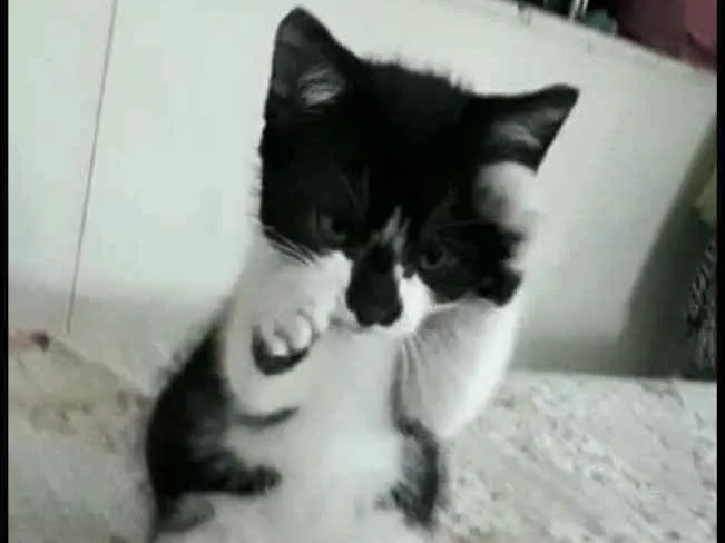 Gato ra a  idade 2 a 6 meses nome Liz ( filhote)