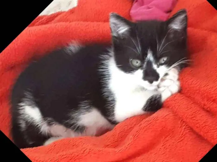 Gato ra a  idade 2 a 6 meses nome Liz ( filhote)