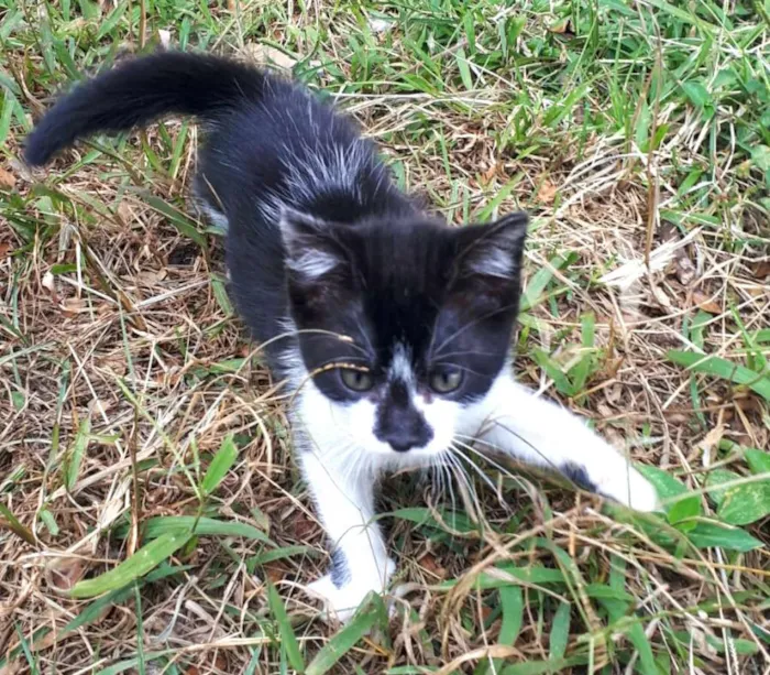 Gato ra a  idade 2 a 6 meses nome Liz ( filhote)