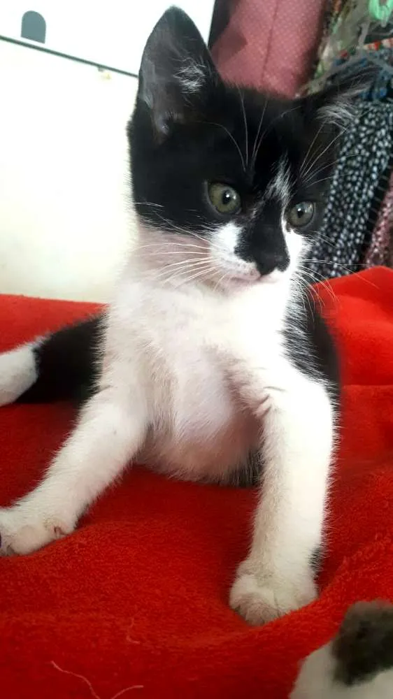 Gato ra a  idade 2 a 6 meses nome Liz ( filhote)