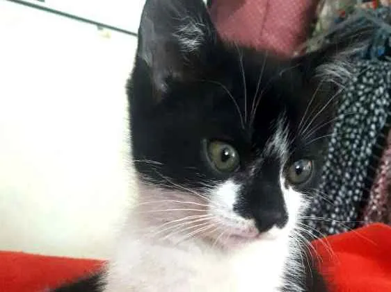 Gato ra a  idade 2 a 6 meses nome Liz ( filhote)