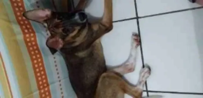 Cachorro ra a Vira -lata idade 2 a 6 meses nome Peri