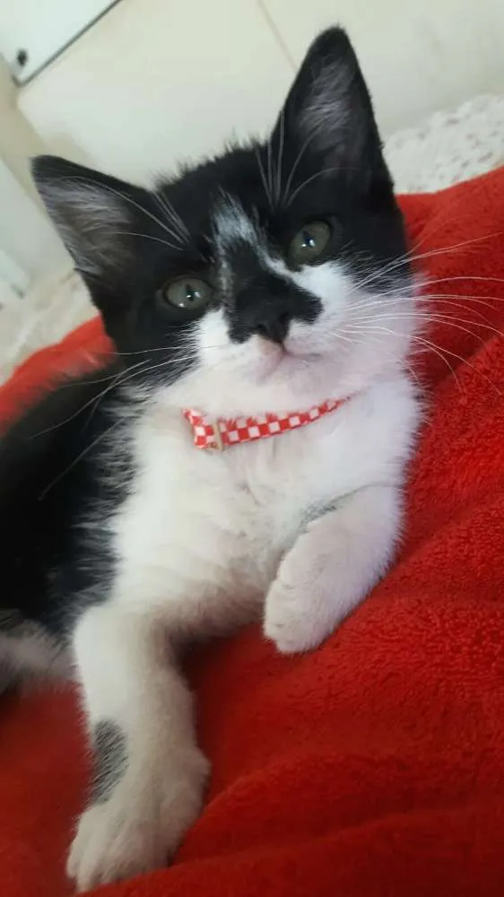 Gato ra a  idade 2 a 6 meses nome Liz ( filhote)