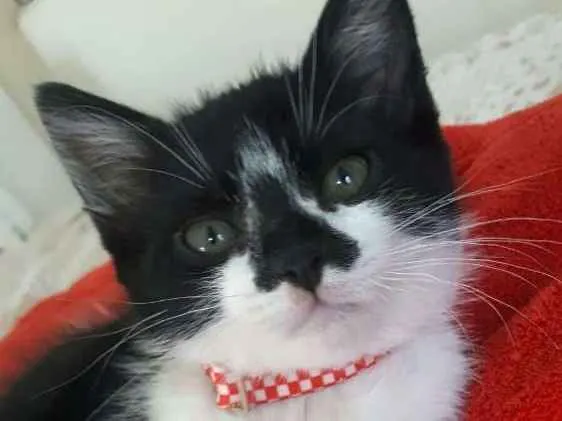Gato ra a  idade 2 a 6 meses nome Liz ( filhote)