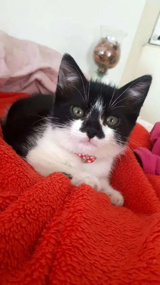 Gato ra a  idade 2 a 6 meses nome Liz ( filhote)