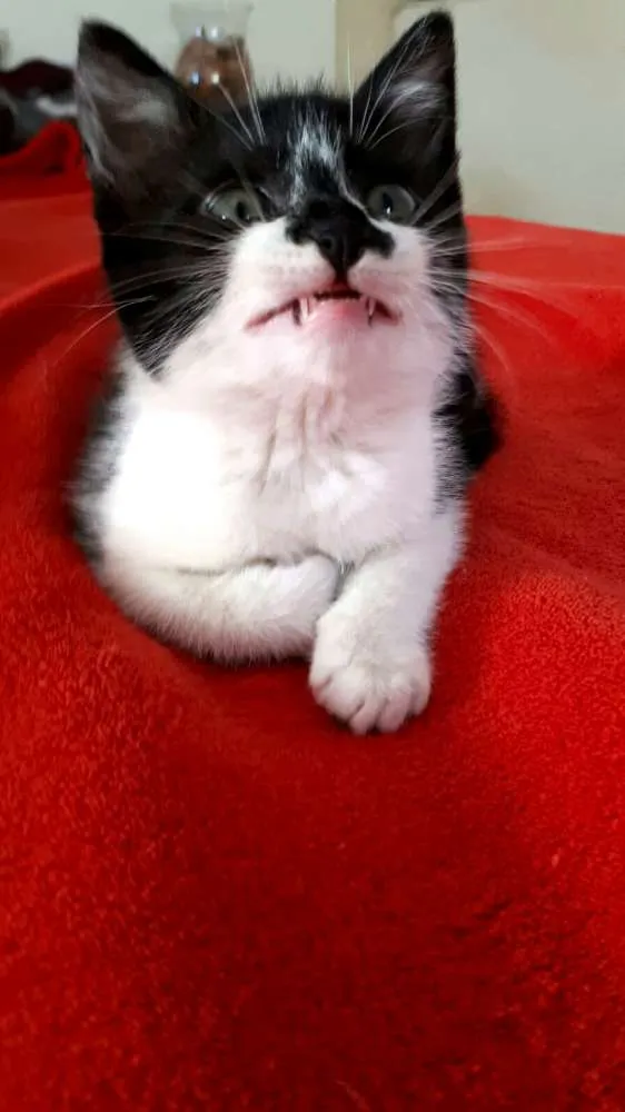 Gato ra a  idade 2 a 6 meses nome Liz ( filhote)