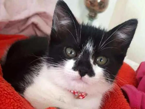 Gato ra a  idade 2 a 6 meses nome Liz ( filhote)