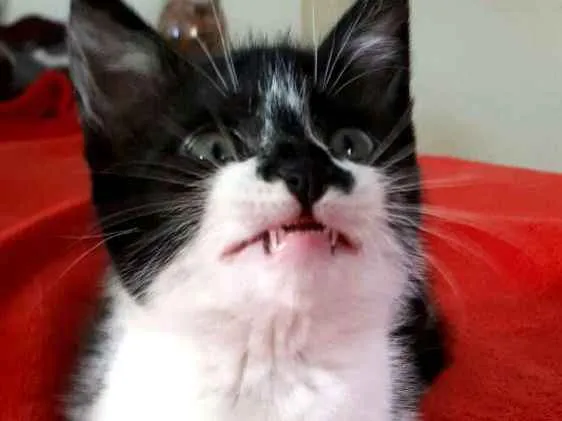 Gato ra a  idade 2 a 6 meses nome Liz ( filhote)