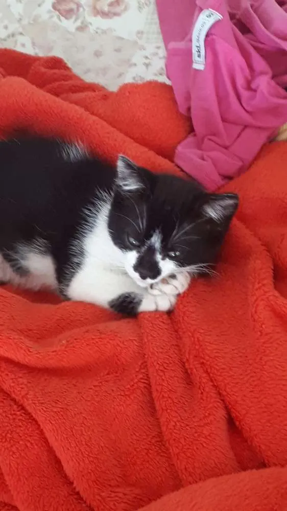 Gato ra a  idade 2 a 6 meses nome Liz ( filhote)
