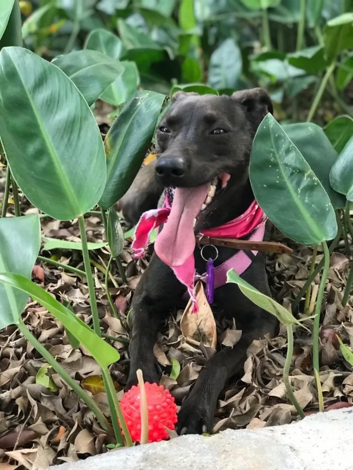 Cachorro ra a SRD idade 2 anos nome AMORE