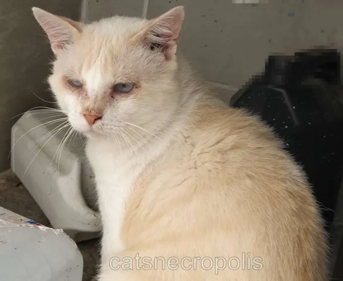 Gato ra a srd idade 2 anos nome Raffaello