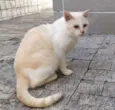 Raffaello
