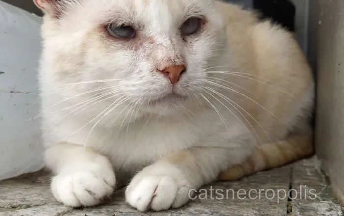 Gato ra a srd idade 2 anos nome Raffaello