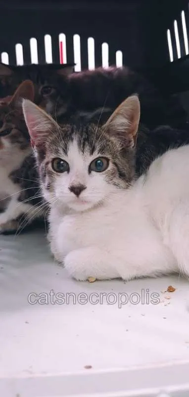 Gato ra a srd idade 2 a 6 meses nome Filhote