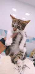Gatinho