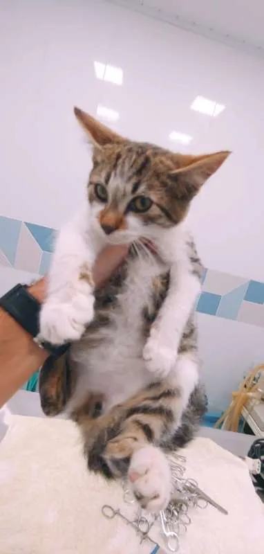 Gato ra a srd idade 2 a 6 meses nome Gatinho