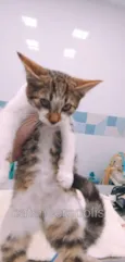 Gatinho
