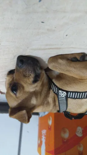 Cachorro raça Vira lata idade 7 a 11 meses nome Lua