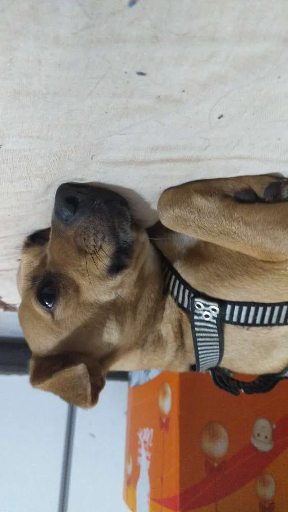 Cachorro ra a Vira lata idade 7 a 11 meses nome Lua