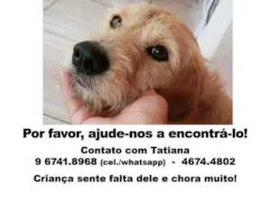 Cachorro raça  idade  nome Martin