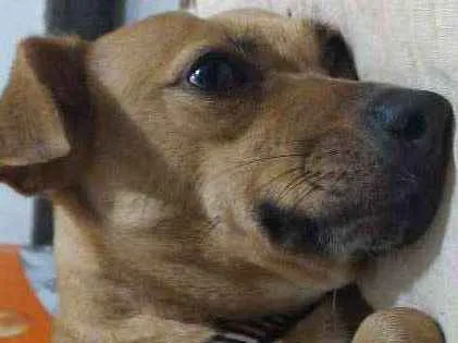 Cachorro ra a Vira lata idade 7 a 11 meses nome Lua