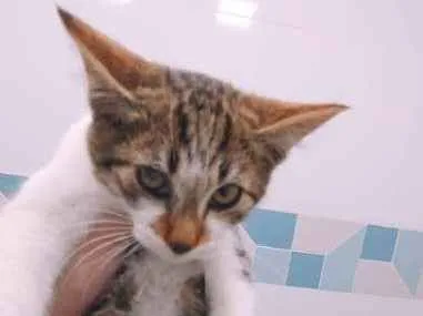 Gato ra a srd idade 2 a 6 meses nome Gatinho