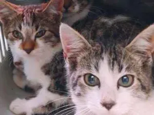 Gato raça srd idade 2 a 6 meses nome Filhote