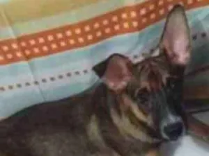 Cachorro raça Vira -lata idade 2 a 6 meses nome Peri