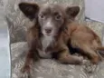 Juju
