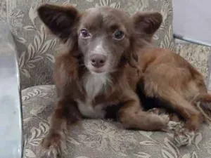 Cachorro raça Srd idade 1 ano nome Juju