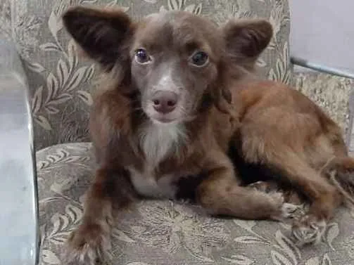 Cachorro ra a Srd idade 1 ano nome Juju