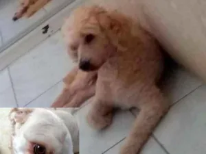 Cachorro raça Poodle idade 6 ou mais anos nome Jack