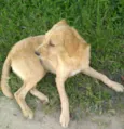 Pingo