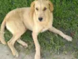 Pingo