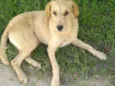 Pingo