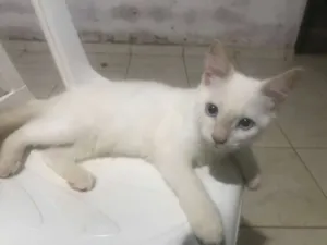Gato raça  idade 2 a 6 meses nome Zelda
