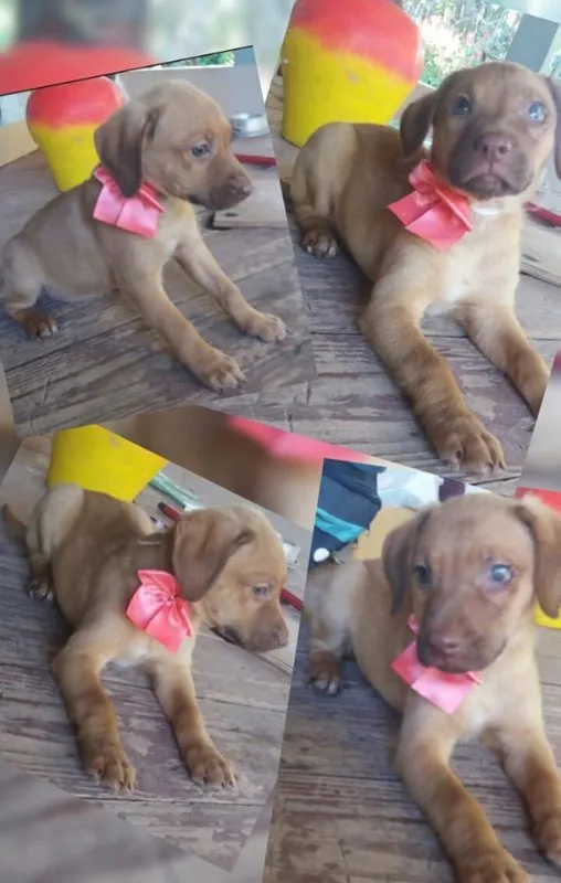 Cachorro ra a SRD idade 2 a 6 meses nome Filhotinha