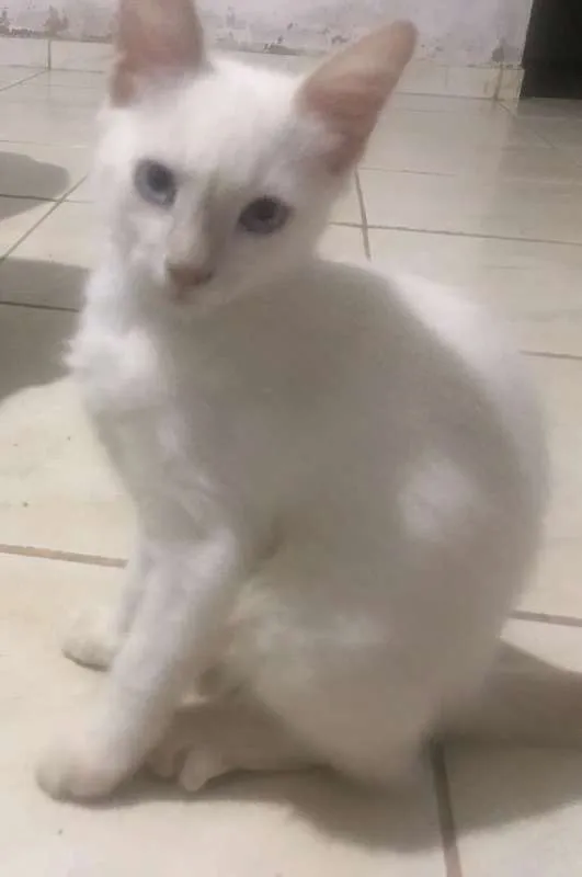 Gato raça  idade 2 a 6 meses nome Zelda