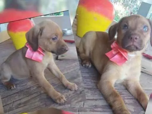 Cachorro ra a SRD idade 2 a 6 meses nome Filhotinha