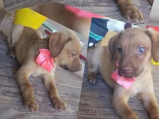 Cachorro ra a SRD idade 2 a 6 meses nome Filhotinha