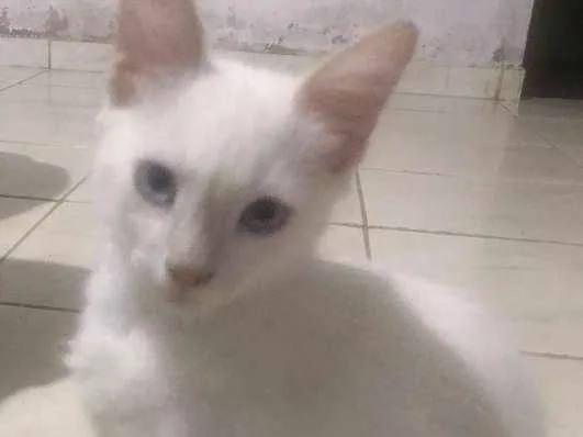 Gato raça  idade 2 a 6 meses nome Zelda