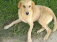 Pingo