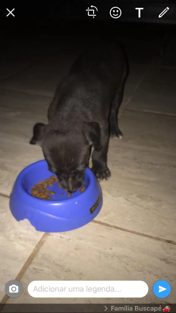 Cachorro ra a Não sabemos  idade Abaixo de 2 meses nome Não definido