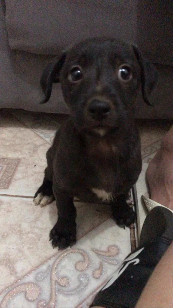 Cachorro ra a Não sabemos  idade Abaixo de 2 meses nome Não definido