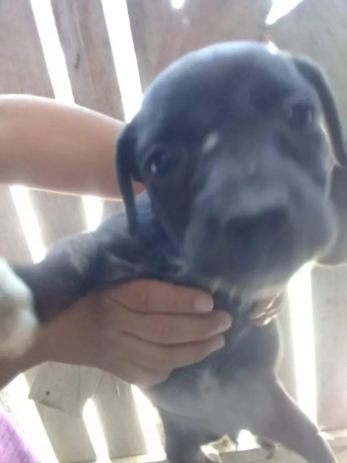 Cachorro ra a Bace vira lata idade 2 a 6 meses nome Neguinha 