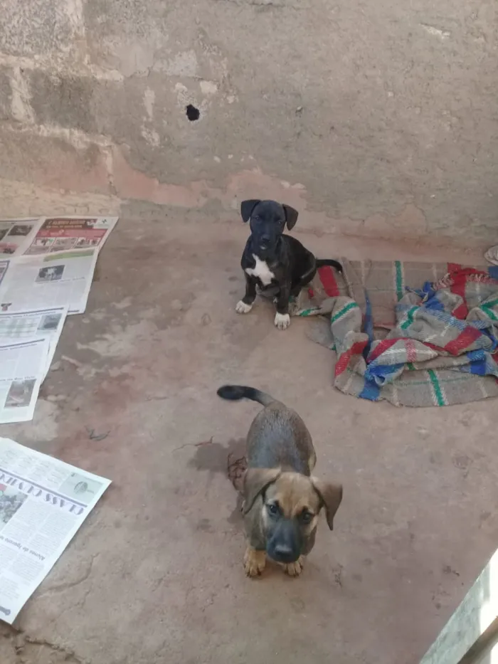 Cachorro ra a Bace vira lata idade 2 a 6 meses nome Sem nome 
