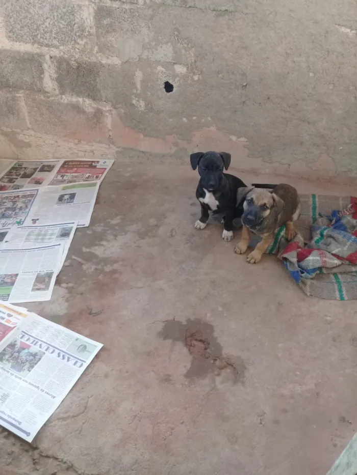 Cachorro ra a Bace vira lata idade 2 a 6 meses nome Sem nome 