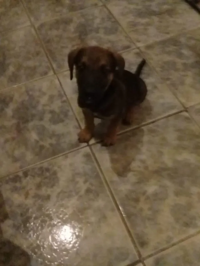 Cachorro ra a Bace vira lata idade 2 a 6 meses nome Sem nome 